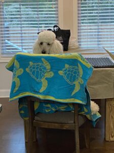 “Tucker the poodle peeking over a chair, facing the camera with a grooming table behind him.”