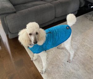Tucker the poodle showing off a turquoise sweater and a confident strut.”