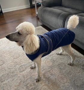“Tucker the poodle wearing a stylish blue winter coat and posing for his photo.”