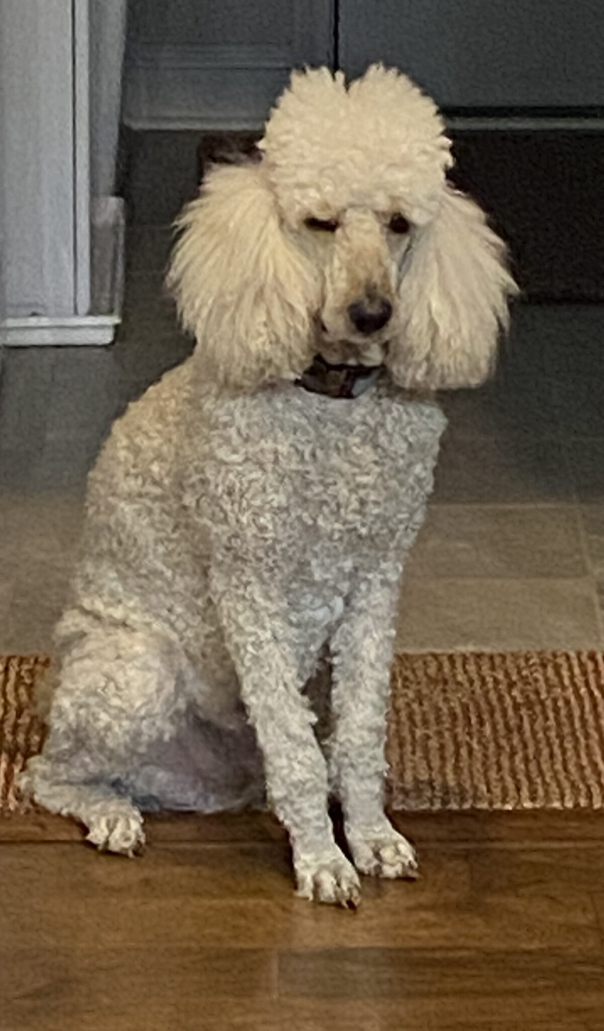 “Tucker the poodle peeking over a chair, facing the camera with a grooming table behind him.”